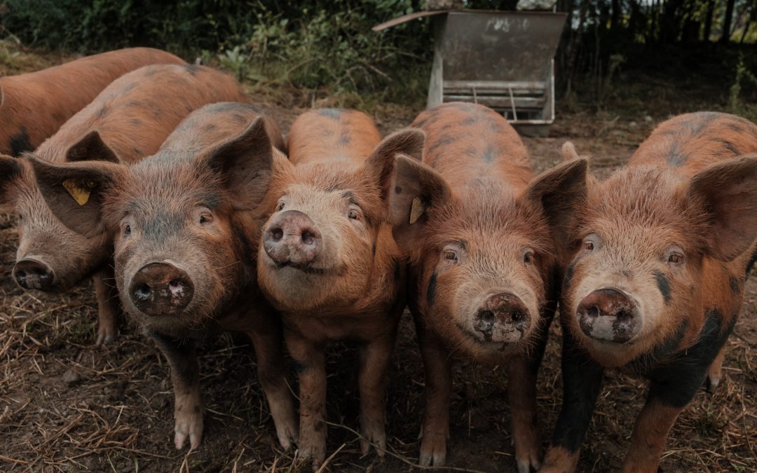 Boosting BC’s Food and Agriculture Exports: A New Provincial Program